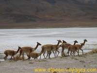 Voyages Argentine, Salta Altiplano Puna