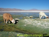 Voyages Argentine, Salta Altiplano Puna