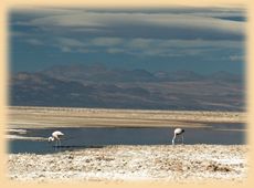 Lagoons - flamingos Chile and Bolivia