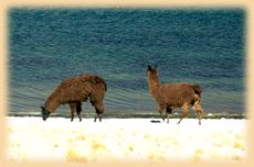 Llamas Altiplano de Atacama