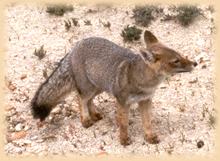 Patagonia fox