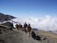 Voyages argentine, trekking lamas