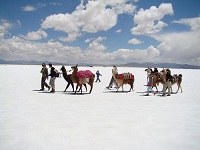 Voyages argentine, trekking lamas